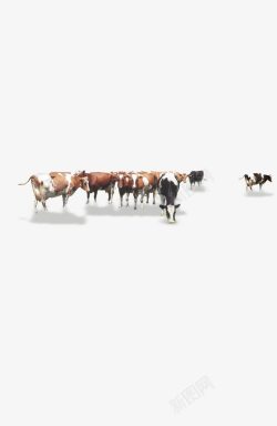 牛奶广告免抠一群奶牛高清图片