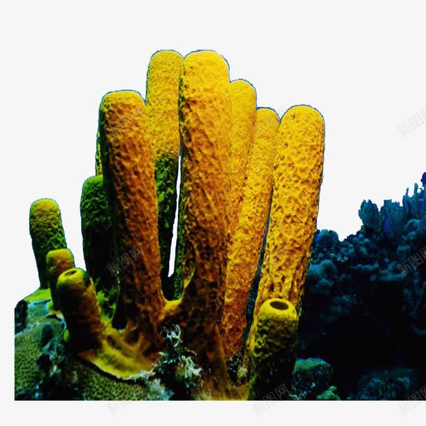 珊瑚礁png免抠素材_新图网 https://ixintu.com 海底世界 海底素材 海洋生物 热带鱼