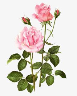 粉色玫瑰花枝植物素材