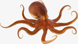 章鱼抠图卡通八爪鱼高清图片