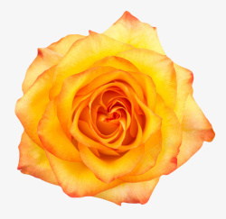 玫瑰香味橙黄色有观赏性玫瑰一朵大花实物高清图片