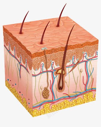皮肤解剖图png免抠素材_新图网 https://ixintu.com 毛孔 皮肤组织图 皮肤表皮 真皮 表层