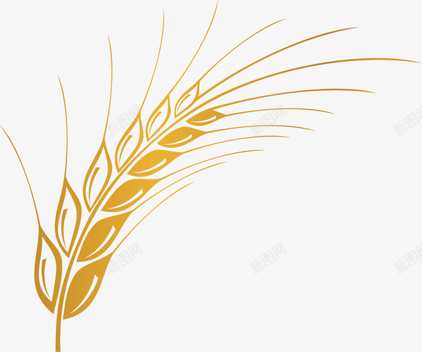 金色的麦子png免抠素材_新图网 https://ixintu.com 五谷杂粮 农作物 几何图形 食物 麦子 黄色