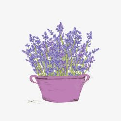 紫色花盆薰衣草素材