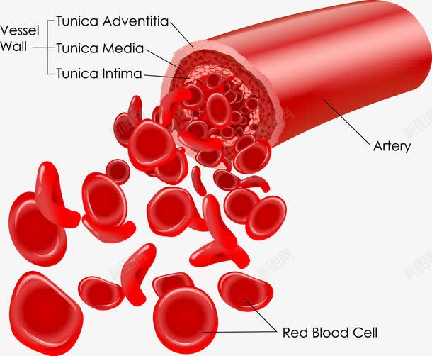 红色血细胞png免抠素材_新图网 https://ixintu.com 心血管 矢量细胞 红色 血小板 血管