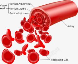 红色血细胞素材