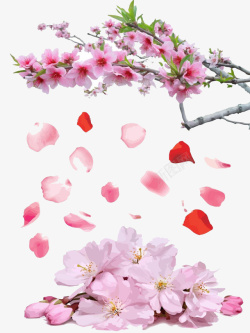 粉红树四散的桃花瓣高清图片