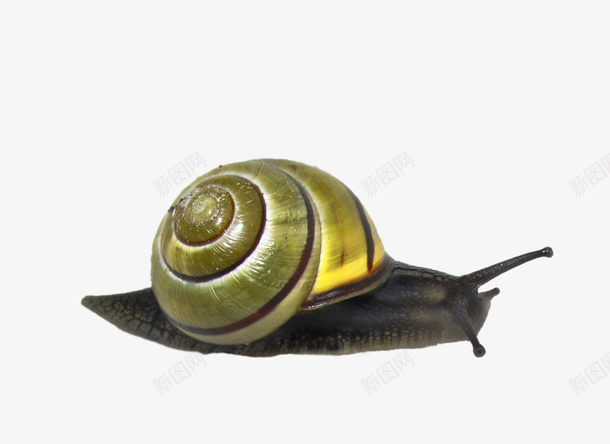 可爱的蜗牛png免抠素材_新图网 https://ixintu.com 动物 可爱的 小动物 房子 爬行 背着房子 蜗牛 蜗牛动物 蜗牛壳 重重的壳