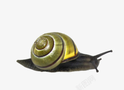 重的可爱的蜗牛高清图片