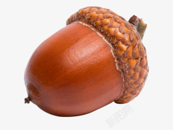 棕色小果子一个大大的成熟橡树果高清图片