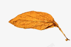 烂叶一片布满褶皱的干烟叶实物高清图片