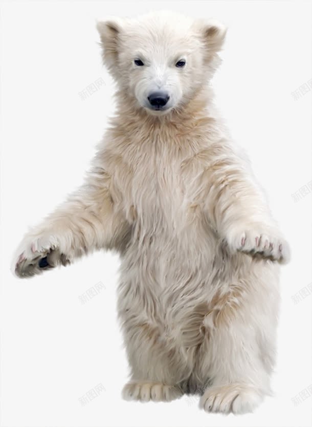 北极熊png免抠素材_新图网 https://ixintu.com 动物 北极熊 可爱 熊