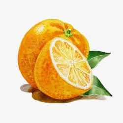 橘子叶手绘橙子高清图片