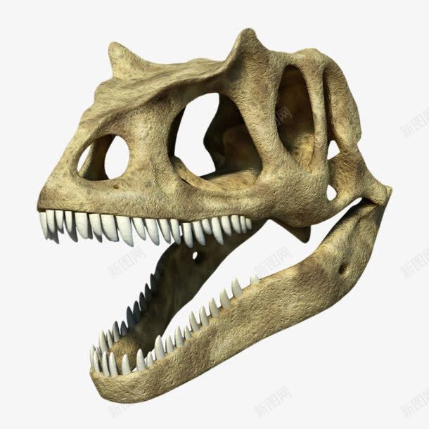 棕色清晰的恐龙头骨化石实物png免抠素材_新图网 https://ixintu.com 价值 古生物 头颅 头骨 恐龙 牙齿 珍贵 生物化石 石头 科学家 科研 考研