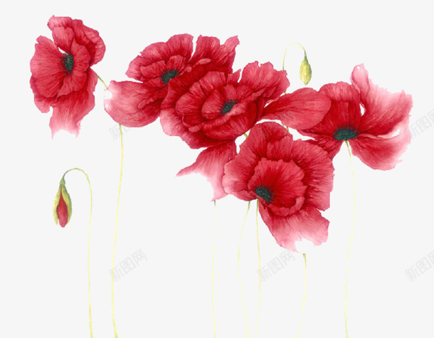 一大堆罂粟花png免抠素材_新图网 https://ixintu.com 手绘 植物 红色 罂粟 花朵