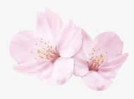 创意水中的桃花创意摄影合成粉红色的桃花花瓣高清图片