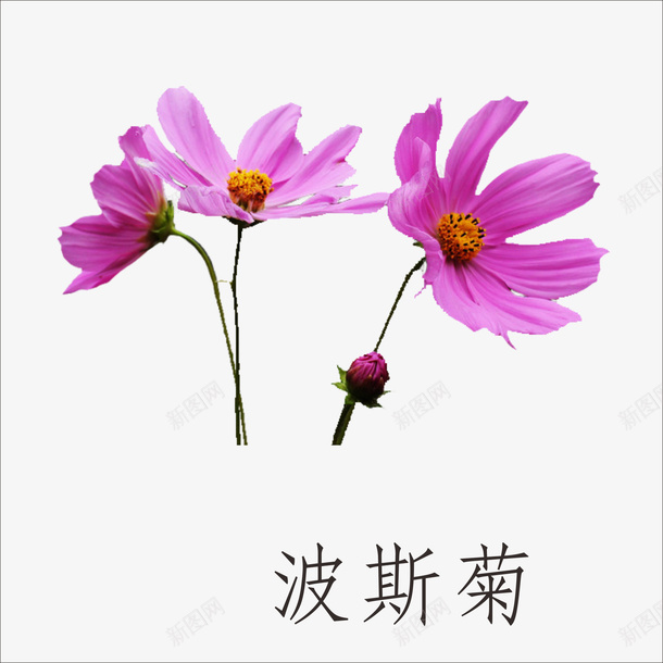 波斯菊png免抠素材_新图网 https://ixintu.com 花朵 花瓣 鲜花