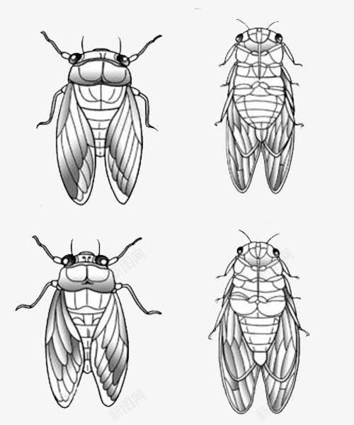 四只蝉png免抠素材_新图网 https://ixintu.com 翅膀 蝉 蝉插画 蝉翼