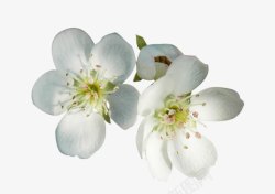 白梨花花瓣两朵素材