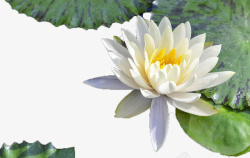 白睡莲花绽放白色睡莲带叶子高清图片