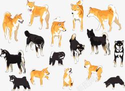 四国犬16款彩绘日本四国犬和柴犬高清图片