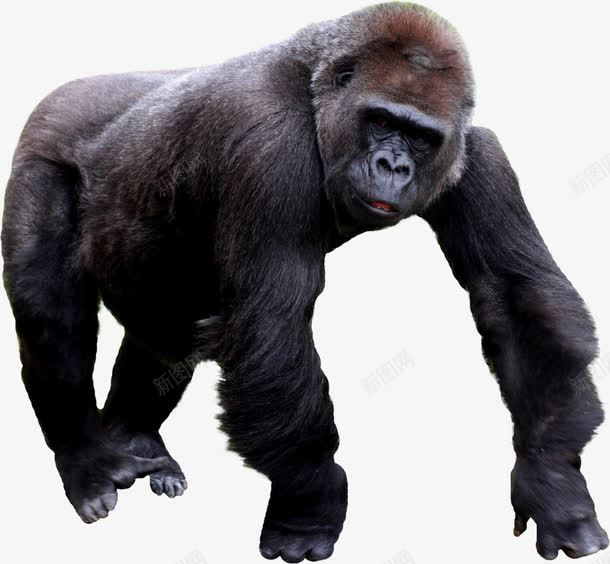 爬行的黑色强壮大猩猩png免抠素材_新图网 https://ixintu.com 动物素材 爬行的 黑色