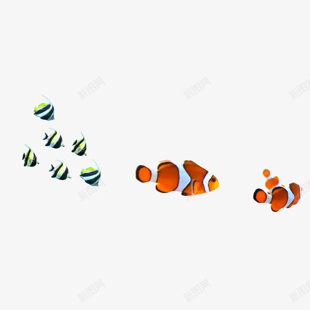 海底热带鱼装饰图案png免抠素材_新图网 https://ixintu.com 免抠PNG 海底 热带鱼 装饰图案 鱼群