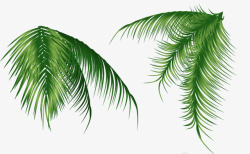 椰树叶片素材椰树高清图片