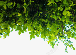 茂密树枝绿色树叶高清图片