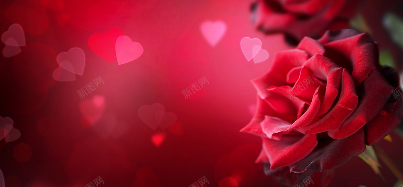 爱情情人节红色玫瑰浪漫花瓣背景banner背景