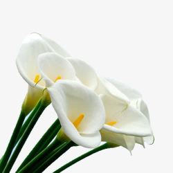 马蹄莲白色马蹄莲花束高清图片