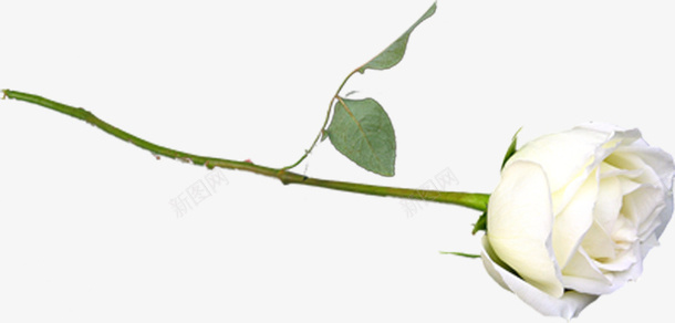 白色花朵png免抠素材_新图网 https://ixintu.com 叶子 玫瑰花 花枝 鲜花