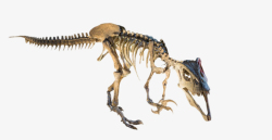 古生物化石大盗龙骨架生物化石实物高清图片