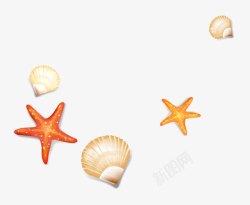 海星AI手绘贝壳高清图片