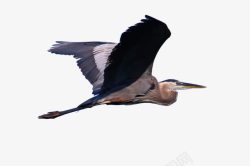 绘画羽毛在空中翱翔的鱼鹰高清图片