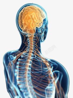 神经结构人体神经系统侧后方展示图高清图片