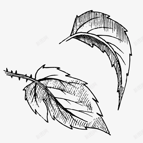 手绘速写素描植物png免抠素材_新图网 https://ixintu.com 叶子 植物 简单速写 素描 绘画 美术生 装饰 速写