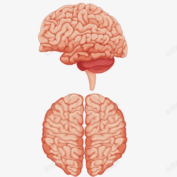 正面和侧面大脑png免抠素材_新图网 https://ixintu.com 中枢神经 人体 回路 大脑 大脑侧面图 脑子 脑髓