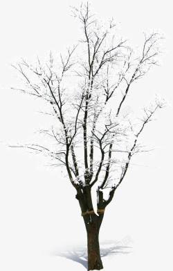 鏋滆倝澶被雪覆盖的枯树高清图片