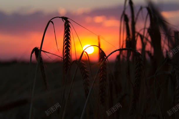 夕阳下发黑的植物种子jpg设计背景_新图网 https://ixintu.com 发黑 夕阳 植物 种子