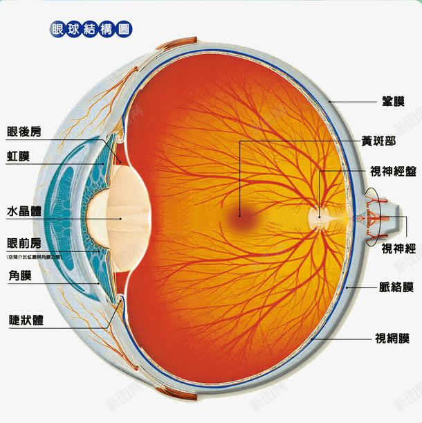 眼球结构图png免抠素材_新图网 https://ixintu.com 眼球 眼睛 眼睛结构图 结构图 近视 预防近视