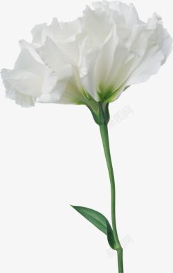 白色花朵花枝一枝花素材
