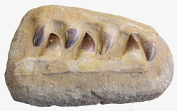 远古生物棕色沧龙牙齿化石实物高清图片