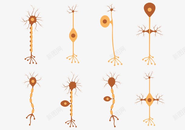 不同形式的神经元向量丛png免抠素材_新图网 https://ixintu.com 人体 生物 神经