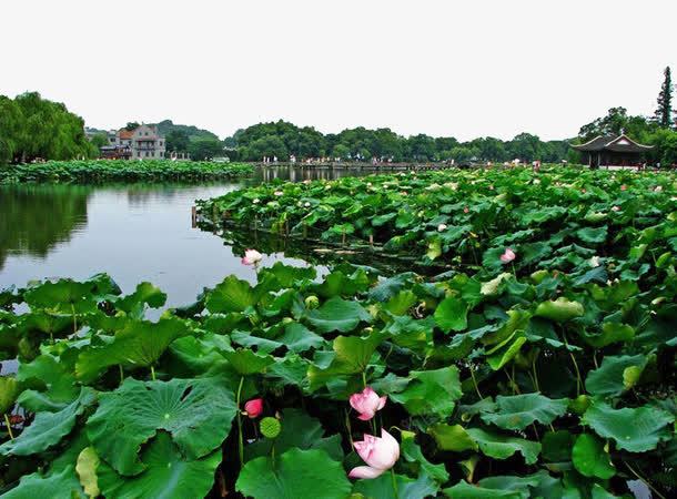 曲院风荷风景图png免抠素材_新图网 https://ixintu.com 旅游景区 曲院风荷风景图 杭州曲院风荷 著名景点