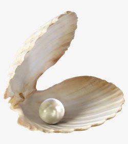 打开的贝壳和珍珠抠图素材