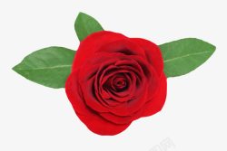 不同种类的树叶红色鲜艳的带叶的玫瑰的一朵大花高清图片
