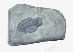 浮游灰色浮游生物化石高清图片