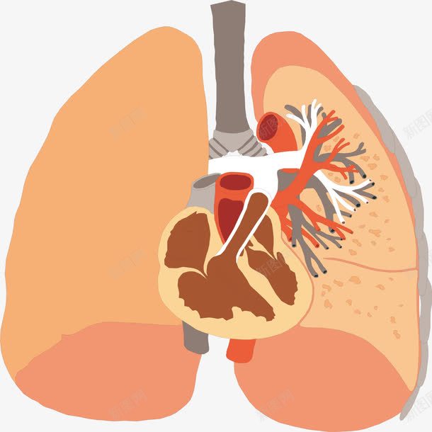 肺部结构png免抠素材_新图网 https://ixintu.com 人体器官 健康 医疗健康 医疗内脏 医疗卡通 医疗器械 医疗科技 医疗科研 肺部结构