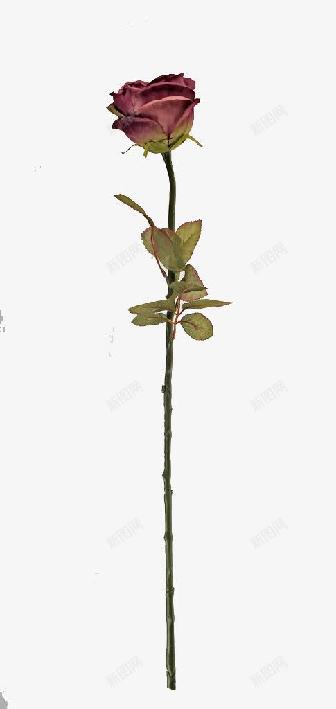 玫瑰花束png免抠素材_新图网 https://ixintu.com 一枝花 七叶 实物 暗红色 玫瑰花